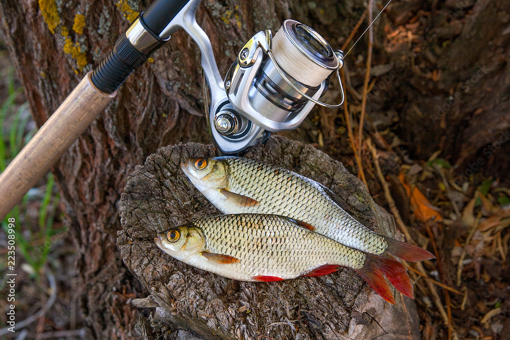 View of two freshwater common rudd fish and fishing rod with reel on natural vintage wooden background.. View of two freshwater common rudd fish and fishing rod with reel on natural vintage wooden background..