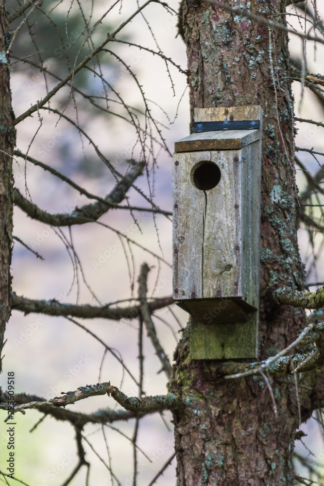 Bird house in a nature reserve in scotland glencoe hang on a tree