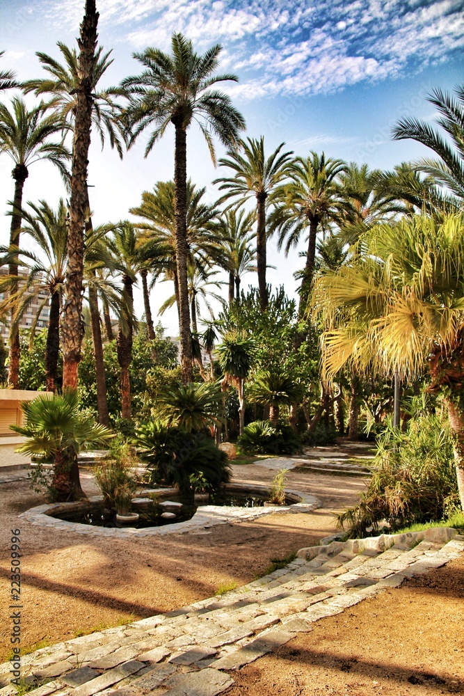 Beautiful and leafy municipal park in Elche between palm trees Beautiful and leafy municipal park in Elche between palm trees