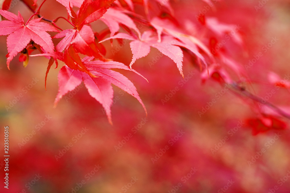 Autumn beech leaves decorate a beautiful nature bokeh background Autumn beech leaves decorate a beautiful nature bokeh background