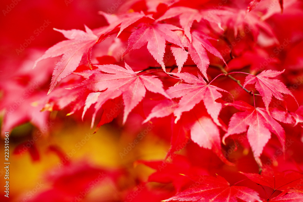 Autumn beech leaves decorate a beautiful nature bokeh background Autumn beech leaves decorate a beautiful nature bokeh background