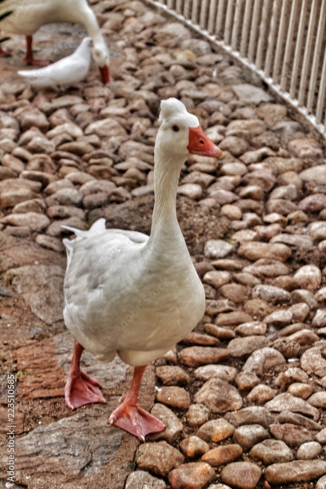 Beautiful white duck in the municipal park of Elche