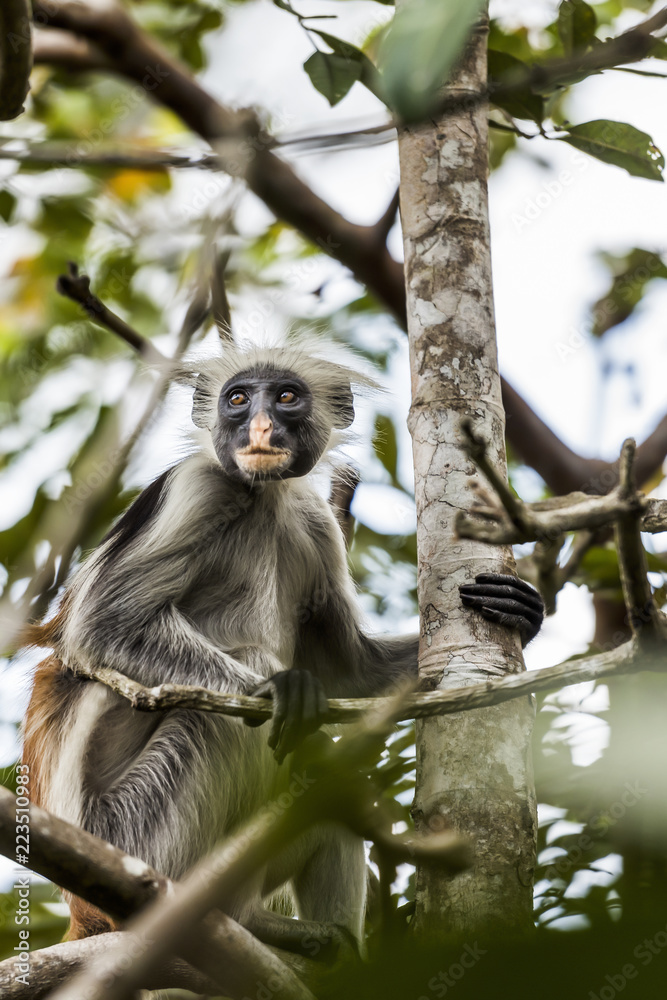 Obraz premium The Red Colobus Monkey is only found on the island of Zanzibar, off the coast of Tanzania, in the Jozani Forest. So many people visit this forest that the monkeys generally just ignore you .