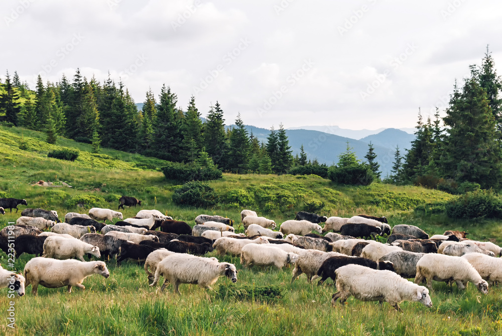 Large flock of sheep on a meadow, hills in the distance. Large flock of sheep on a meadow, hills in the distance.
