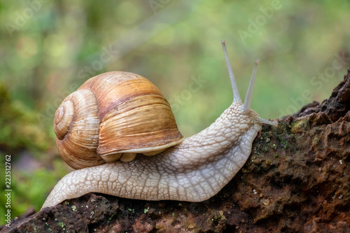 Close up shot of snail