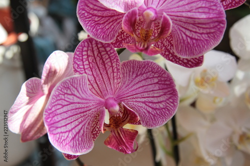Phalaenopsis 