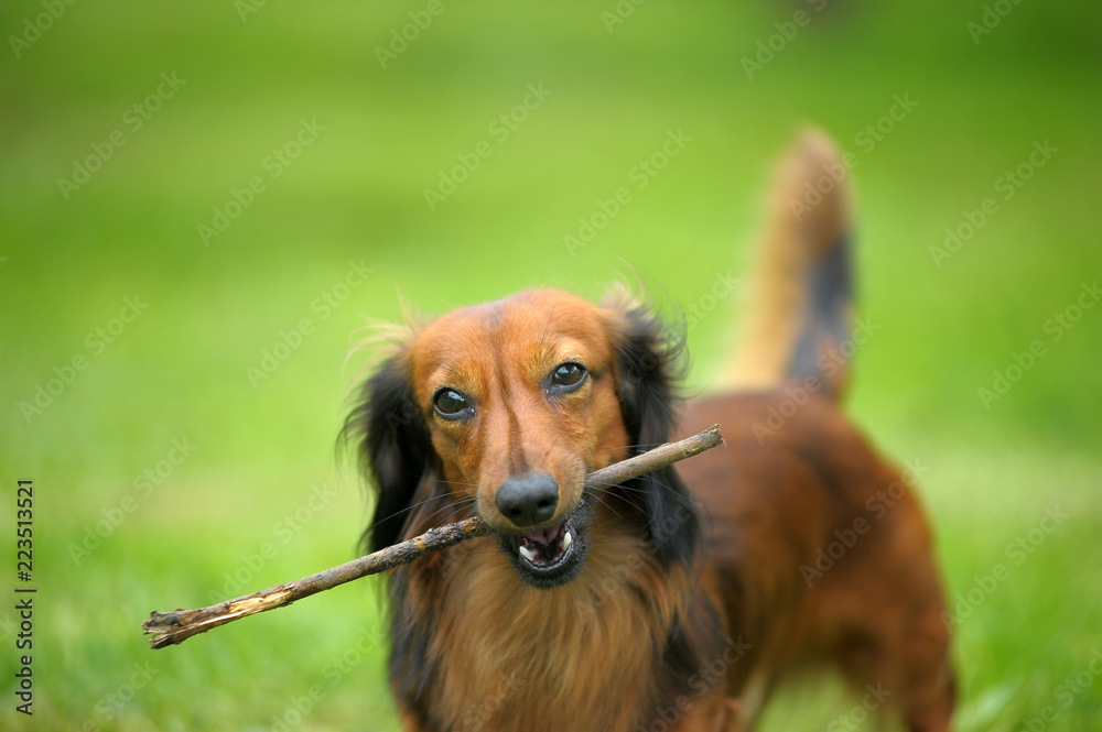 The brown dachshund plays on the non-white grass with a cane in the teeth