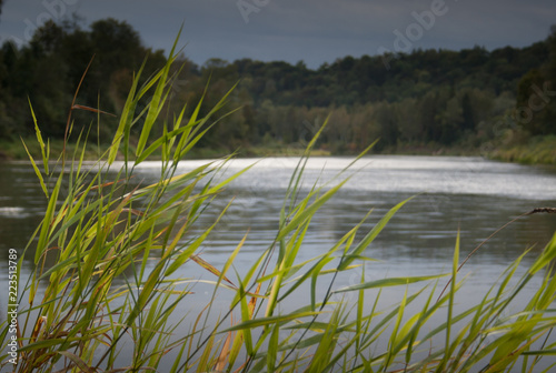 view on river and forests in summer still evening with light reflection in water and grass in front