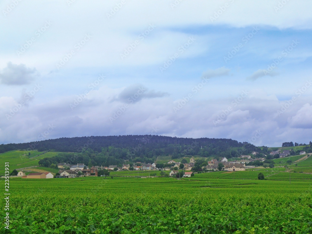 Vineyard in Burgundy, France