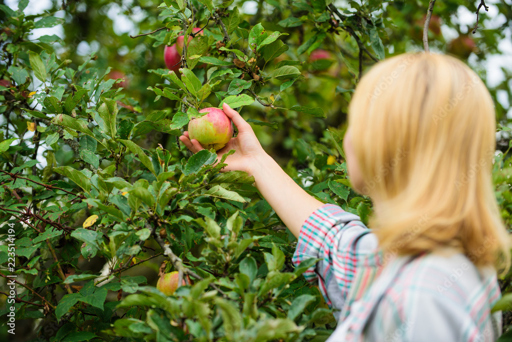 Woman hold apple garden background. Farm produce organic natural product. Girl rustic style gather apples harvest garden autumn day. Farmer picking ripe fruit from tree. Harvesting season concept Woman hold apple garden background. Farm produce organic natural product. Girl rustic style gather apples harvest garden autumn day. Farmer picking ripe fruit from tree. Harvesting season concept