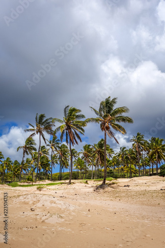 Palm trees on Anakena beach  easter island