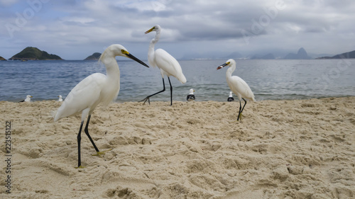 Animal behavior. Competition for eat  of the gulls Larus dominicanus and egrets Ardea occur beach of Itaipu  in Niter  i  Rio de Janeiro  Brazil.