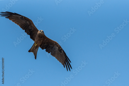 Black Kite Flying in sunny day