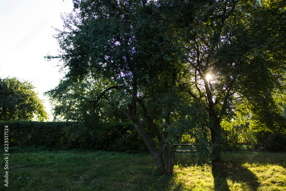 Naklejka premium park outdoor place with sun rays light through tree branch in morning time
