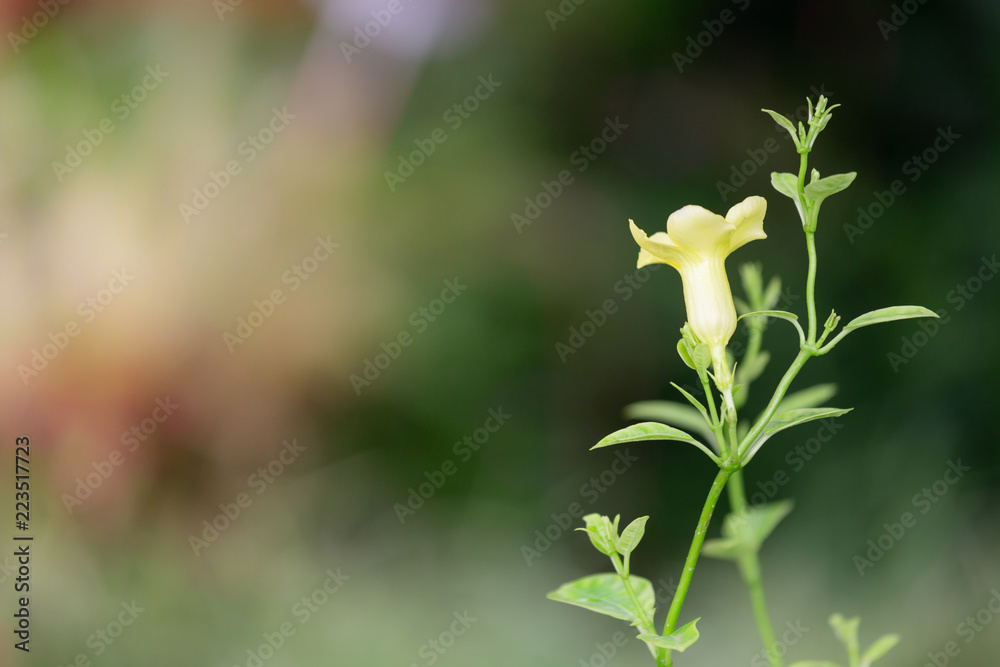 Colorful flowers for hanging to decorate the garden. Beautiful flower blur garden background.