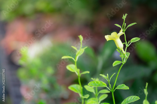 Colorful flowers for hanging to decorate the garden. Beautiful flower blur garden background.