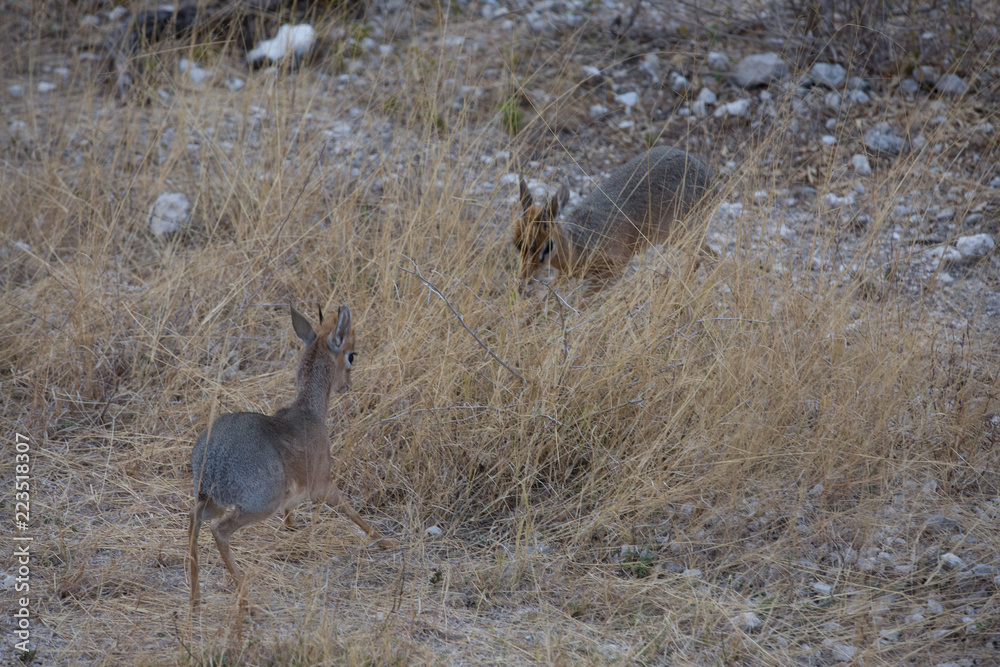 antelope in the savanna in africa