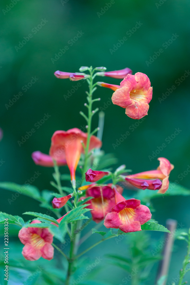 Colorful flowers for hanging to decorate the garden. Beautiful flower blur garden background.