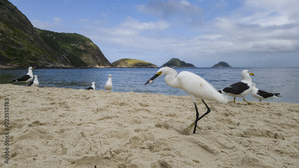 Fototapeta premium Animal behavior, the competition for eat, of the gulls Larus dominicanus and egrets Egretta thula occur beach of Itaipu, in Niterói, Rio de Janeiro, Brazil.