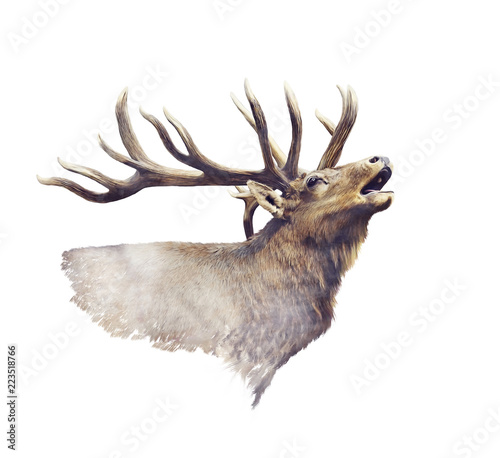Obraz na płótnie Bull Elk watercolor w salonie