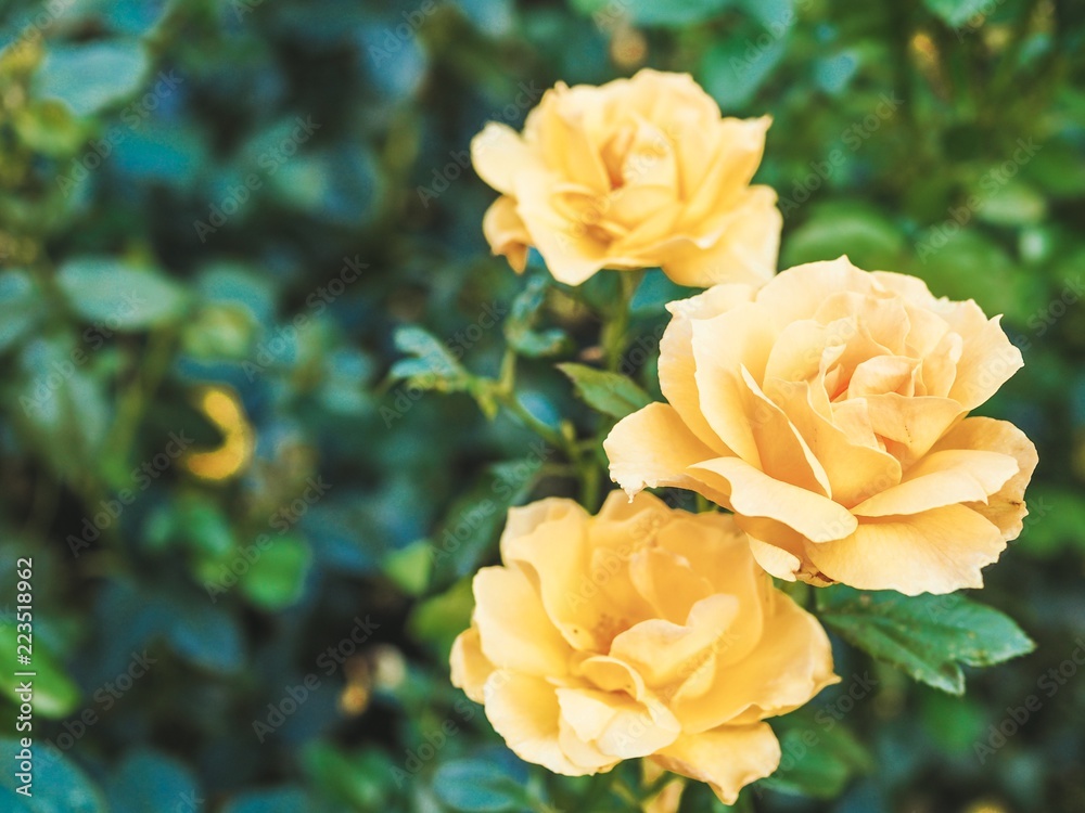 Flower bed, shrub roses, yellow roses photographed close Flower bed, shrub roses, yellow roses photographed close