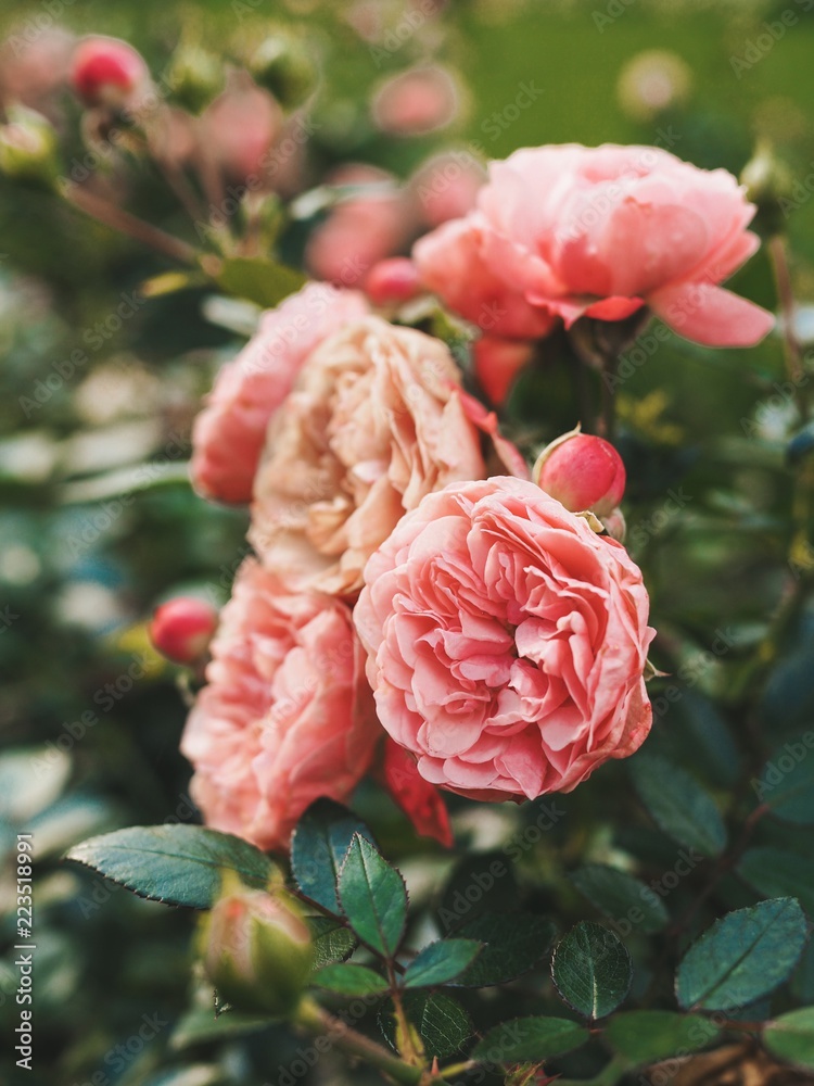 Flower bed, shrub roses, roses photographed close Flower bed, shrub roses, roses photographed close