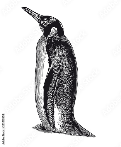 Vector High Detail Penguin Engraving