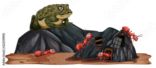 Toad looking at ants