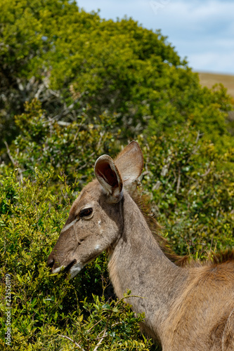 Kudu standing and eating on a branch