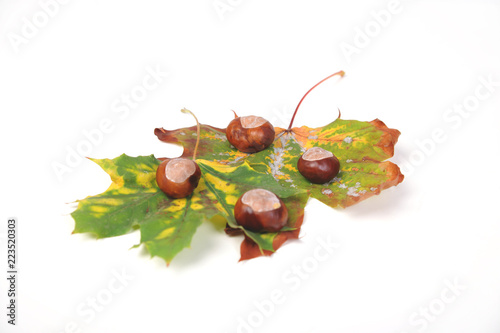 herbstdeko herbst jahreszeit typisch blatt blätter pflaumen zwetschge kastanie marone  photo