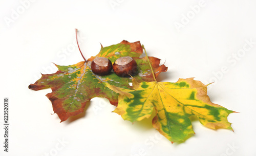 herbstdeko herbst jahreszeit typisch blatt blätter pflaumen zwetschge kastanie marone  photo