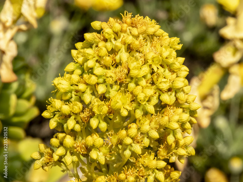 yellow succulent flowers in the garden