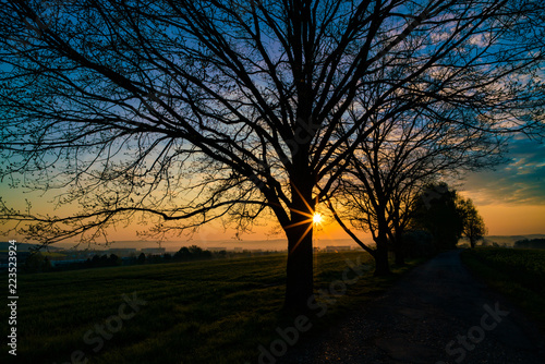 Tree silhouette at dawn
