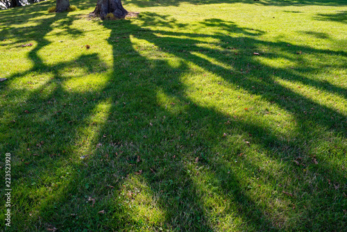 The shadow of the branches of the tree on the grass
