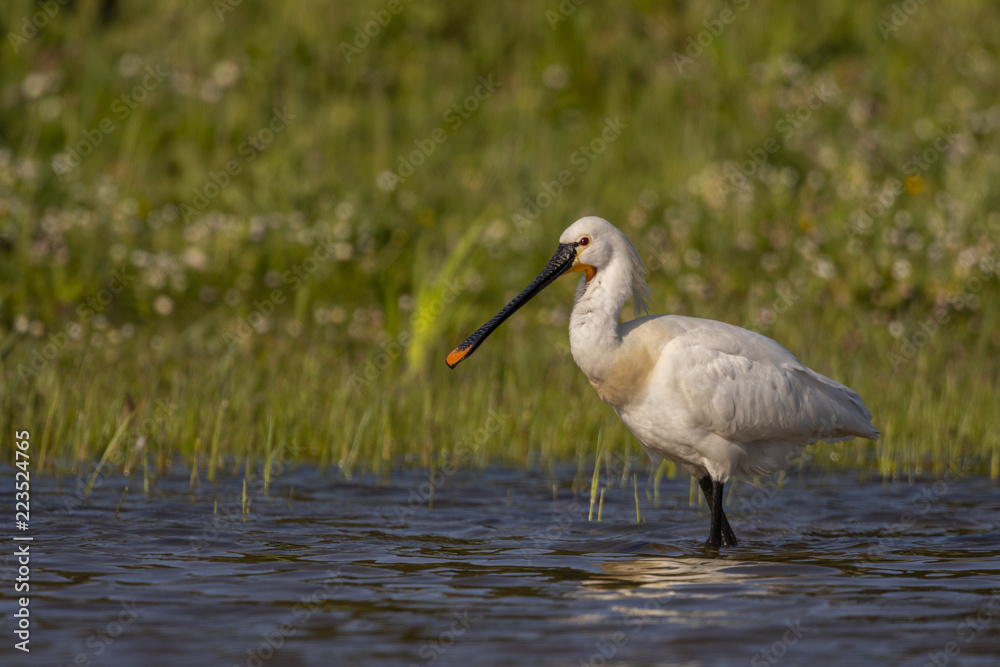 Fototapeta premium Spatule blanche - Platalea leucorodia - Eurasian Spoonbill