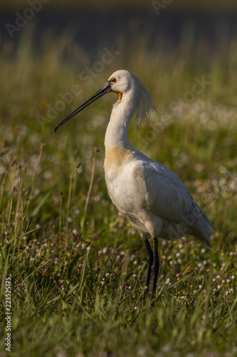 Spatule blanche - Platalea leucorodia - Eurasian Spoonbill