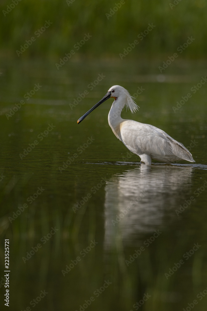Fototapeta premium Spatule blanche - Platalea leucorodia - Eurasian Spoonbill