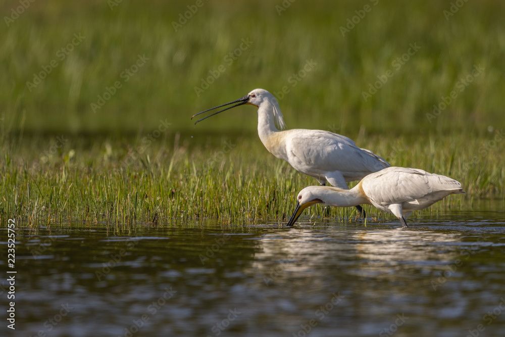 Obraz premium Spatule blanche - Platalea leucorodia - Eurasian Spoonbill