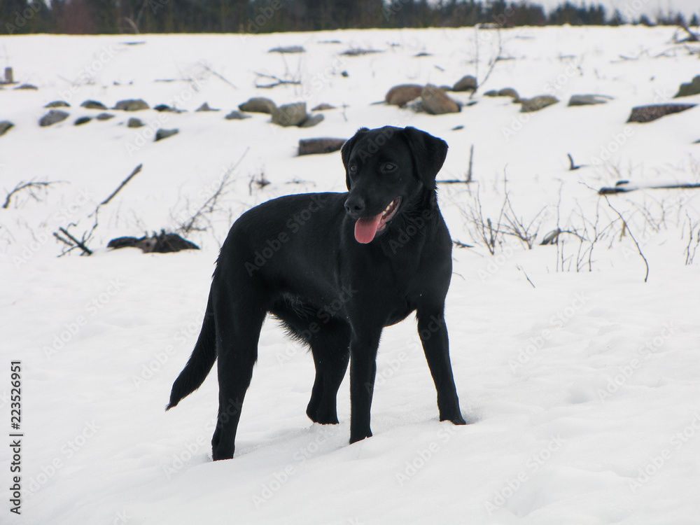 dog running in snow