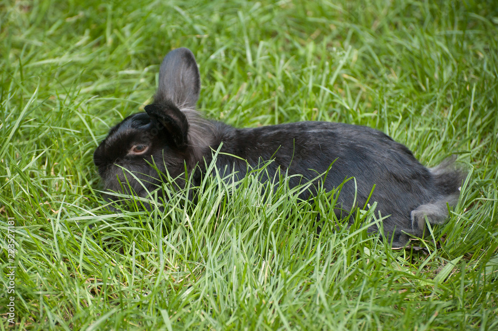 Black rabbit lies in the green grass Black rabbit lies in the green grass
