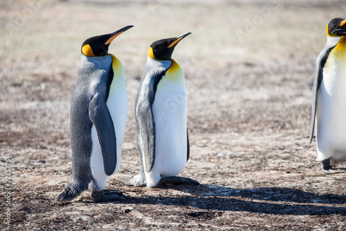 penguin in the arctic