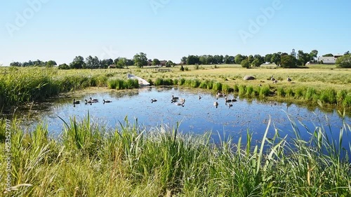 Group of adult and juvenile wild graylag geese (Anser anser) in a small lakeside pond in the summer landscape at lake Takern outside Odeshog in Sweden. photo