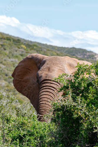 Elephant peeking behind the thorny bush