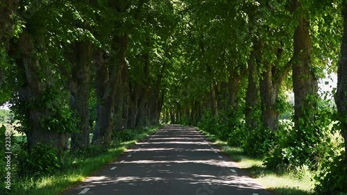 Elm tree alleyway giving shade to the road below. Wind in the canopy on this summer day. Location near lake Takern in Ostergotland, Sweden.