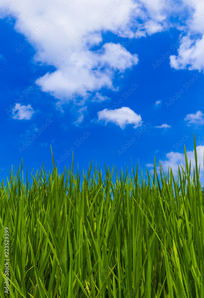 Grass and cloudy sky