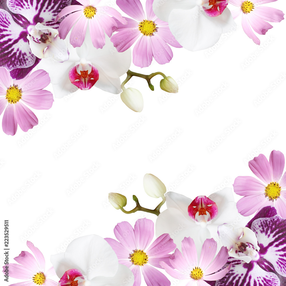 Beautiful floral background of orchids and kosmos Beautiful floral background of orchids and kosmos