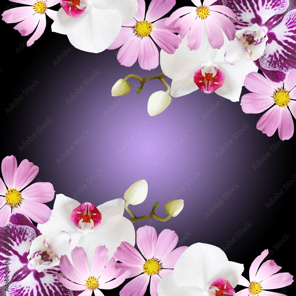 Beautiful floral background of orchids and kosmos Beautiful floral background of orchids and kosmos