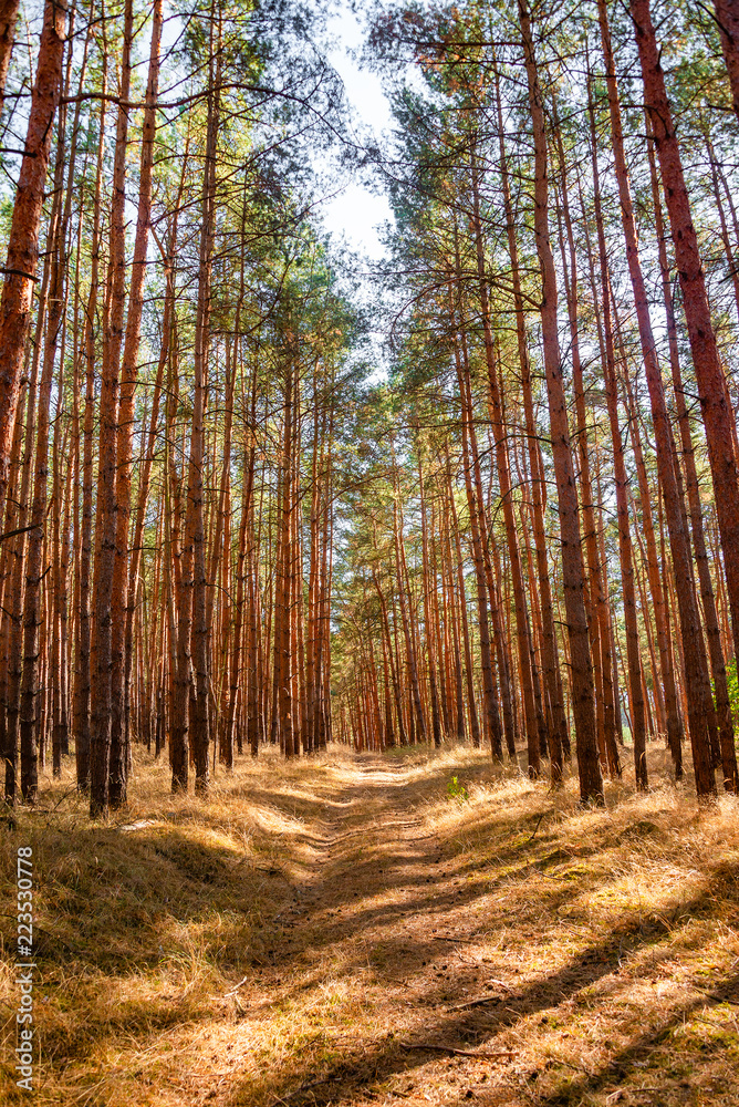View of wild pine tree forest at Autumn near Magdeburg, Germany
