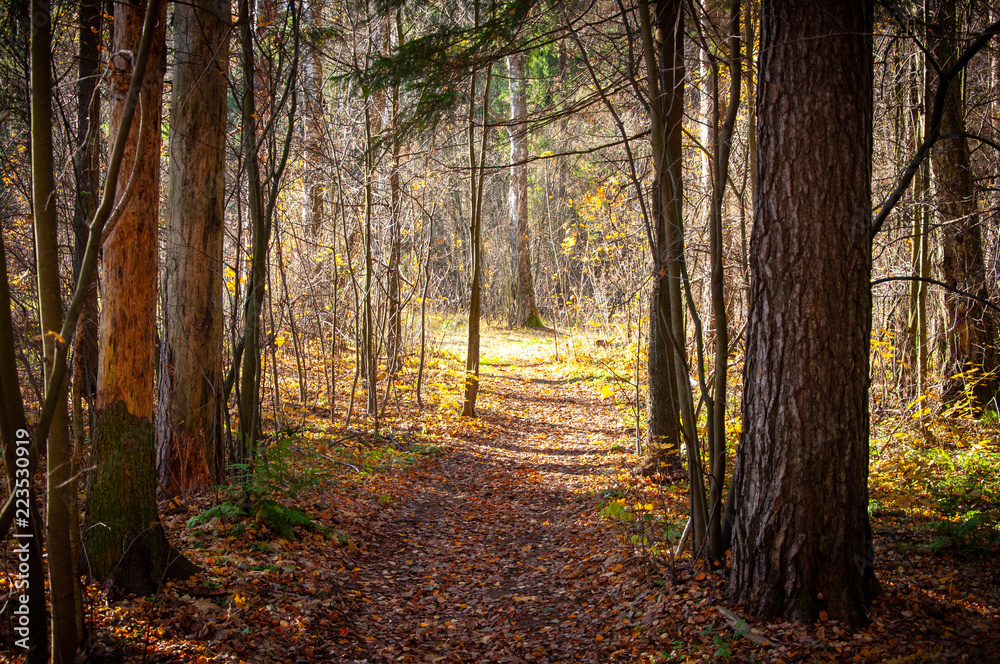 The path through the sunlit autumn forest.