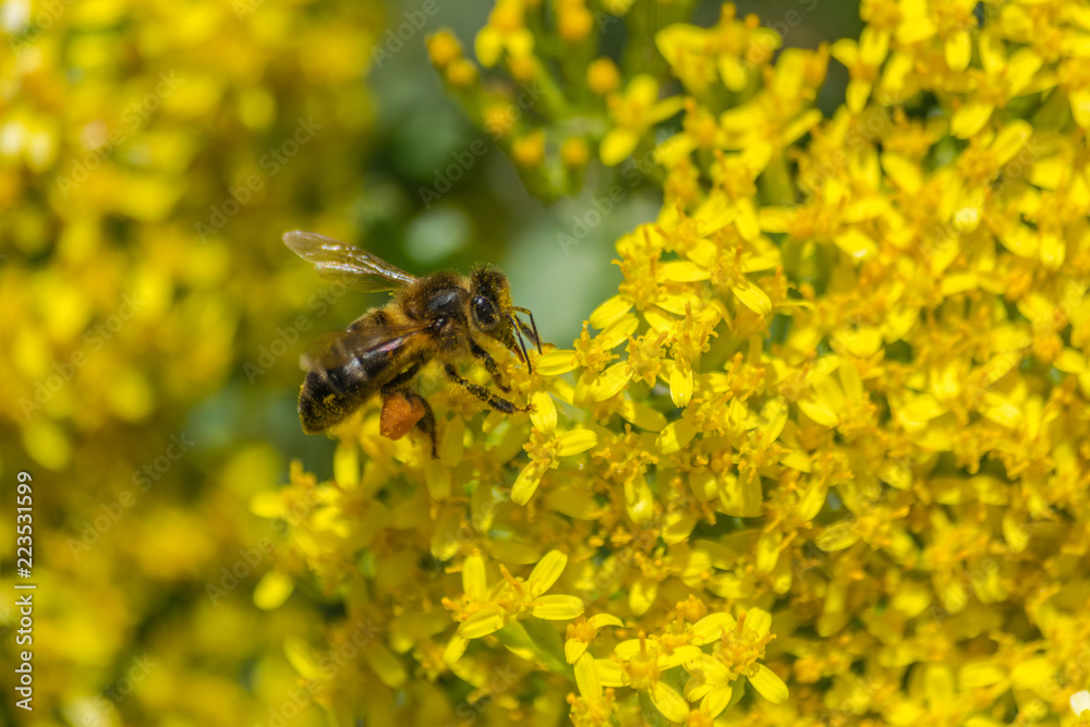 Western honey bee (Apis mellifera) pollinating a Senecio palmensis flower in La Palma, Canary islands Western honey bee (Apis mellifera) pollinating a Senecio palmensis flower in La Palma, Canary islands